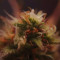 Strawberry Pie Seeds - Cannabis Strain Seeds for Sale