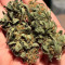 GH Cheese Seeds From Green House Seeds