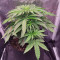 Achetez des graines féminisées Purple Juice Auto par Herbies Seeds