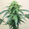 Roze Runtz Feminized Seeds (AlphaFem Seeds)