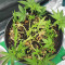 Skywalker Haze feminized seeds (Dutch Passion)