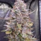 Auto Frozen Biscotti Seeds (Dutch Passion)