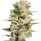 Belladonna feminized seeds