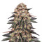 Biscotti Mintz Feminized Seeds (Barney's Farm)
