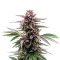 Black Runtz Seeds