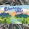 Blueberry Hill Seeds (Herbies Seeds)