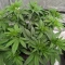 Bruce Banner Fast Seeds