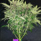 C4 Auto (Fast Buds)