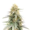 Durban Poison Autoflower Feminized Seeds (Humboldt Seed Company)