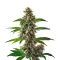 Fat Bastard Auto Seeds