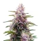 Gorilla Purple Auto Seeds