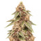 Grandaddy Purple Seeds - Cannabis Strain Seeds for Sale