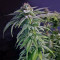 Grandaddy Purple
