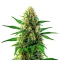 Lemon Tree x Original Z Seeds