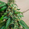 OG Kush (Herbies Seeds)