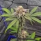 Princess Haze Feminized Seeds (Brothers Grimm Seeds)