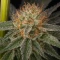 RS11 x Banana OG Seeds (Barney's Farm)
