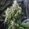 Sour Diesel Auto Seeds