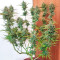 Sementes Feminizadas de Tropicanna Poison XL Auto (Sweet Seeds)