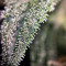 Jack Herer Autoflower (Herbies Seeds)