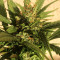 Z OG Auto (Barney's Farm)