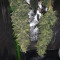 Purple Skunk Mass Seeds