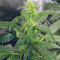 Original Auto Russian Seeds