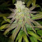 Acid Dough (Ripper Seeds)