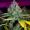 Semi di Amnesia Haze femminizzati (Soma Seeds)