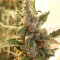 Berry Ryder Auto feminized seeds