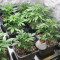 Semi Femminizzati Big Bud Auto (Herbies Seeds)