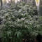 Black Destroyer feminized seeds