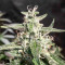 CBD Auto Compassion Lime Seeds