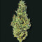 Choco Thai Auto Feminized Seeds (Herbies Seeds)