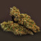 Diesel Auto Seeds