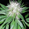 ErdPurt Regular (Ace Seeds)