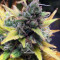 Hubbabubbasmelloscope Auto feminized seeds