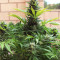 King Kong feminized seeds