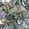 King's Banner Seeds