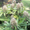 Northern Lights Seeds (Sensi Seeds)