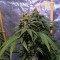 OG Kush CBD (Dinafem Seeds)