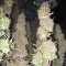 Ruderalis Skunk regular (Sensi Seeds)