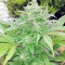 Sandstorm (CannaBioGen)