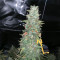 Santa Marta Haze Autoflower (Seedstockers)