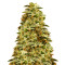 Sherbert Gorilla feminized seeds