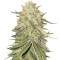 Graines de cannabis Sour Kosher (DNA Genetics)