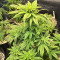 Ghost Chem OG Autoflower Feminized Seeds (Seedkeepers)