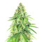 Glue Sherbert Feminized Seeds (AlphaFem Seeds)