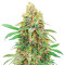 I'm Alive Feminized Seeds (AlphaFem Seeds)
