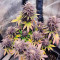 Red Hot Cookies Seeds (Sweet Seeds)